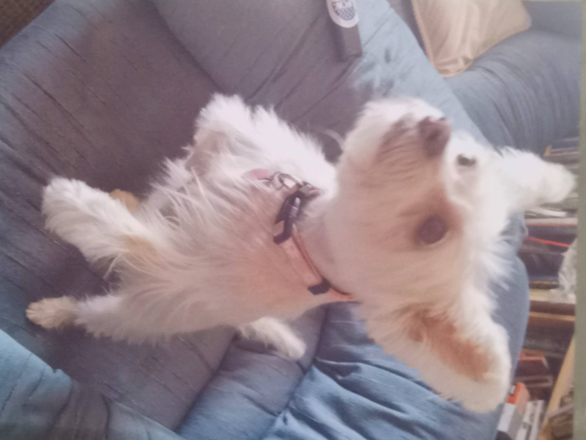 Dasiy joined the competition — help win amazing prizes! canidae, carnivore, comfort, companion_dog, dog, dog_breed, ear, fawn, felidae, fur, gesture, paw, puppy_love, small_to_medium_sized_cats, snout, sporting_group, tail, toy_dog, whiskers, working_animal