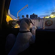 Skipper is registered to the contest to win money with this photo: animal, blue_sky, car_interior, collar, dark, dog, dusk, life_ring, marine, night, outdoor, paw, pet, reflection, ship, silhouette, sky, transportation, vehicle, window