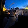 animal, blue_sky, car_interior, collar, dark, dog, dusk, life_ring, marine, night, outdoor, paw, pet, reflection, ship, silhouette, sky, transportation, vehicle, window