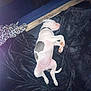 animal, bed, black_blanket, blanket, collar, cozy, cute, dog, indoor, leopard_print, pet, puppy, relaxation, resting, sleeping, soft_texture, spotted_dog, white_dog, wooden_frame, young_dog