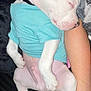 animal, blue_shirt, closeup, cute, dog, domestic_animal, fur, hand, human_arm, indoor, nap, pet, puppy, relaxation, resting, shirt, sleeping, small_dog, white_dog, young_dog