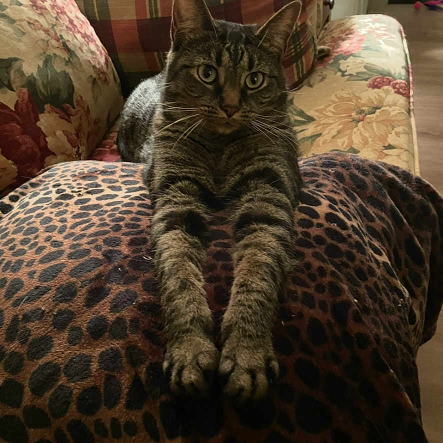 Zoey is registered to the contest to win money with this photo: animal, blanket, cat, couch, cozy, cushion, feline, floral_pattern, furniture, home, indoor, leopard_print, mammal, paws, pet, plaid_pattern, portrait, relaxed, stretching, tabby_cat