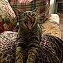 Zoey is registered to the contest to win money with this photo: animal, blanket, cat, couch, feline, floral, fur, home, indoor, leopard_print, mouth_open, pet, pillow, plaid, relaxed, stretching, tabby, teeth, whiskers, yawning