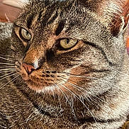 Zoey is registered to the contest to win money with this photo: animal, cat, close_up, cute, detailed_texture, domestic_cat, ears, face, feline, fur, green_eyes, indoor, looking_away, mammal, nose, pet, portrait, relaxed, tabby, whiskers