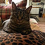 Zoey is registered to the contest to win money with this photo: animal, blanket, cat, couch, curious, domestic_animal, ears, eyes, fur, furniture, home, indoor, leopard_print, living_room, mammal, pet, pillow, relaxed, tabby_cat, whiskers