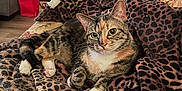 Paisley is registered to the contest to win money with this photo: animal, blanket, cat, christmas_lights, christmas_tree, couch, cozy, door, floral_pattern, furniture, gift_bag, holiday_decor, home, indoor, leopard_print, living_room, pet, pillows, relaxed, tabby_cat