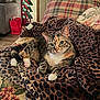 animal, blanket, cat, christmas_lights, christmas_tree, couch, cozy, door, floral_pattern, furniture, gift_bag, holiday_decor, home, indoor, leopard_print, living_room, pet, pillows, relaxed, tabby_cat
