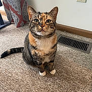 Paisley is registered to the contest to win money with this photo: animal, calico, carpet, cat, curious, curtain, cute, domestic, ears, feline, floor, fur, home, indoor, looking_up, pet, sitting, tail, vent, whiskers