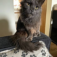 Ziggy joined the competition — help win amazing prizes! animal, cat, couch, cozy, curious, domestic_animal, fluffy, fur, furniture, gray_cat, home, indoor, paw_print, pet, pillow, portrait, sitting, tail, whiskers, yellow_eyes