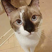 Paddy participe au concours pour gagner de l'argent avec cette photo : animal, blue_eyes, brown_and_white_fur, cat, close_up, curious, domestic_cat, ears, feline, floor, four_legs, household, indoor, looking_up, nose, pet, standing, tiled_floor, whiskers