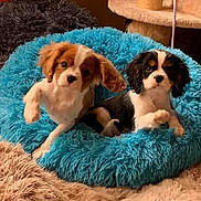 Undy Et Shirley a rejoint le concours — aidez-le/la à gagner de superbes lots ! animal, canine, dog, dogbed, pet, puppy