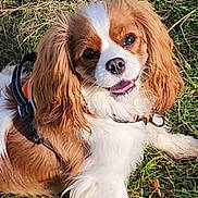 Shirley a rejoint le concours — aidez-le/la à gagner de superbes lots ! animal, canine, cavalier_king_charles_spaniel, closeup, daylight, dog, ears, fur, grass, happy, harness, leisure, lying_down, mammal, nature, outdoor, pet, playful, smiling, tongue