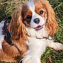 animal, canine, cavalier_king_charles_spaniel, closeup, daylight, dog, ears, fur, grass, happy, harness, leisure, lying_down, mammal, nature, outdoor, pet, playful, smiling, tongue