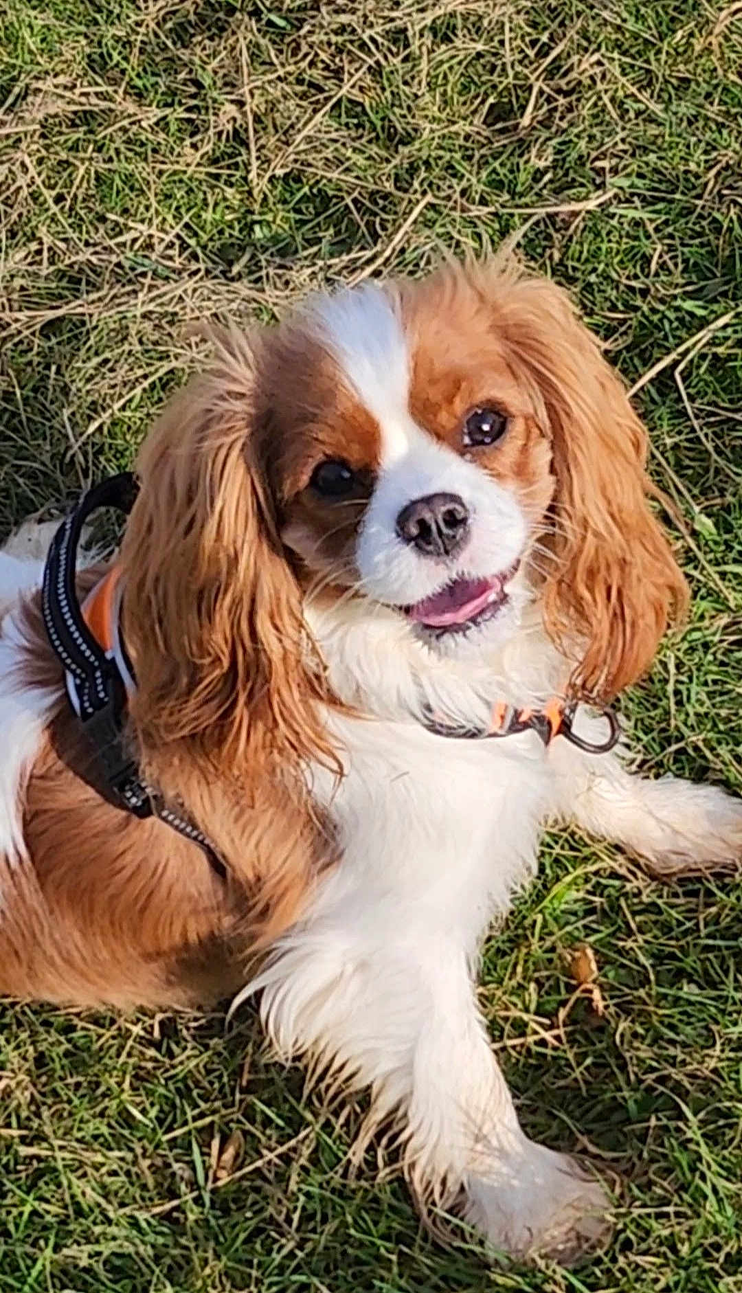 Shirley a rejoint le concours — aidez-le/la à gagner de superbes lots ! animal, canine, cavalier_king_charles_spaniel, closeup, daylight, dog, ears, fur, grass, happy, harness, leisure, lying_down, mammal, nature, outdoor, pet, playful, smiling, tongue