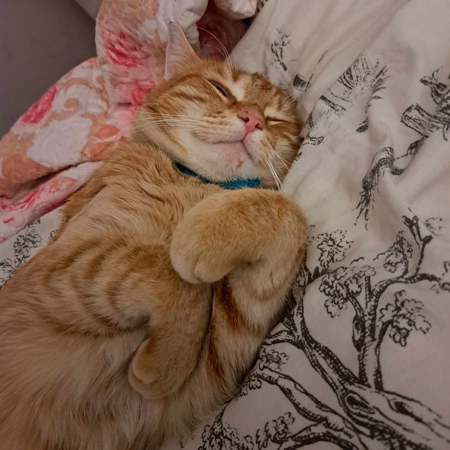 Rouxy