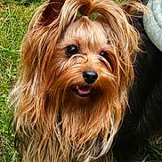Julia a rejoint le concours — aidez-le/la à gagner de superbes lots ! dog, yorkshire_terrier, pet, grass, outdoor, animal, cute, fur, small_dog, happy, tongue, portrait, nature, mammal, ears, face, companion, canine, friendly, adorable