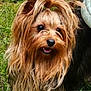 adorable, animal, canine, companion, cute, dog, ears, face, friendly, fur, grass, happy, mammal, nature, outdoor, pet, portrait, small_dog, tongue, yorkshire_terrier