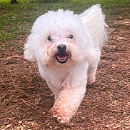 Bella is registered to the contest to win money with this photo: dog, white_dog, curly_fur, outdoor, grass, trees, pine_needles, happy, pet, animal, walking, nature, canine, tongue_out, tail, fur, daylight, playful, closeup, front_view