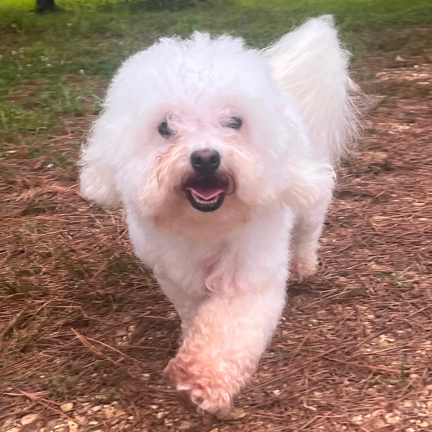Bella is registered to the contest to win money with this photo: animal, canine, closeup, curly_fur, daylight, dog, front_view, fur, grass, happy, nature, outdoor, pet, pine_needles, playful, tail, tongue_out, trees, walking, white_dog