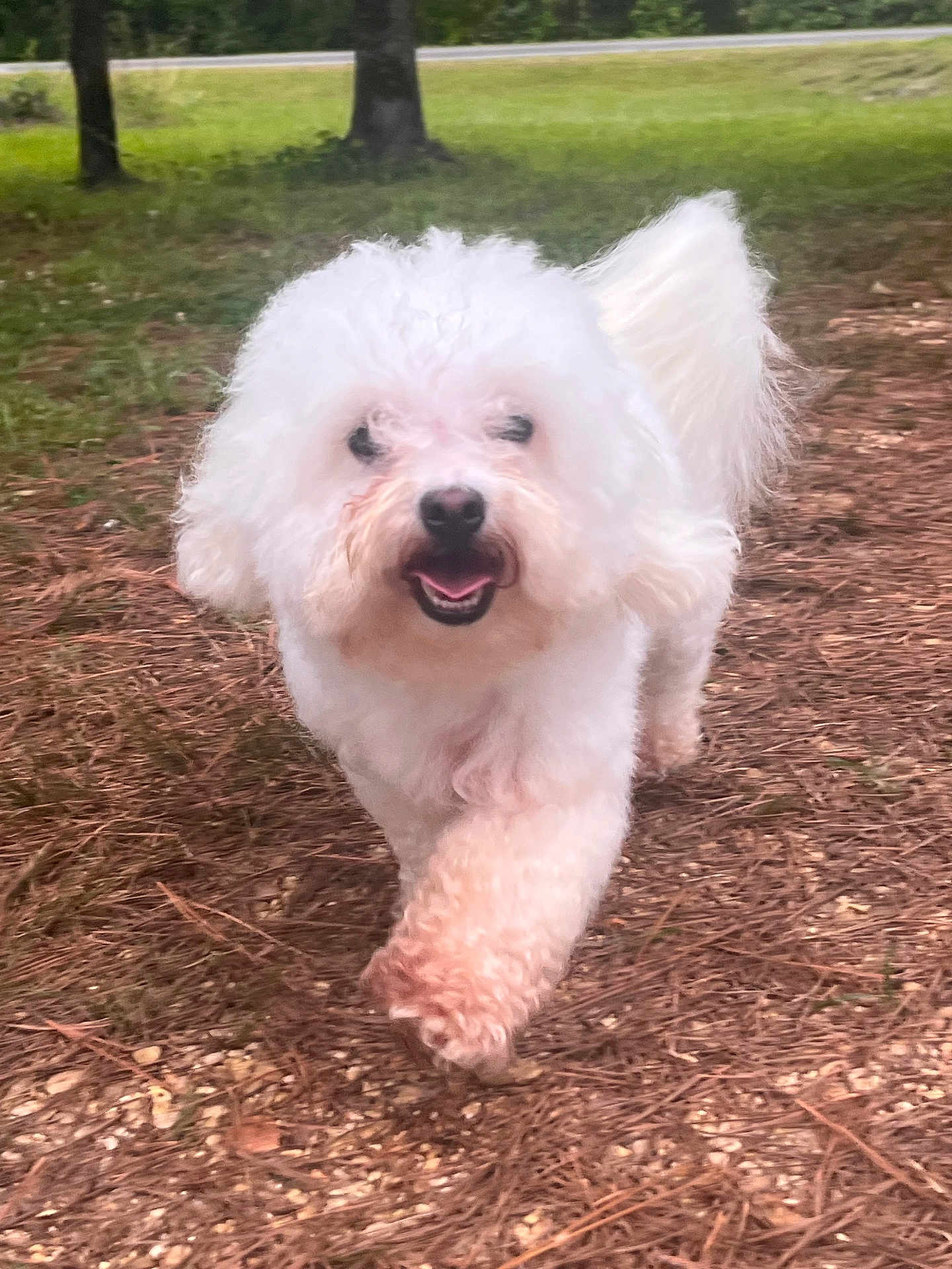 Bella