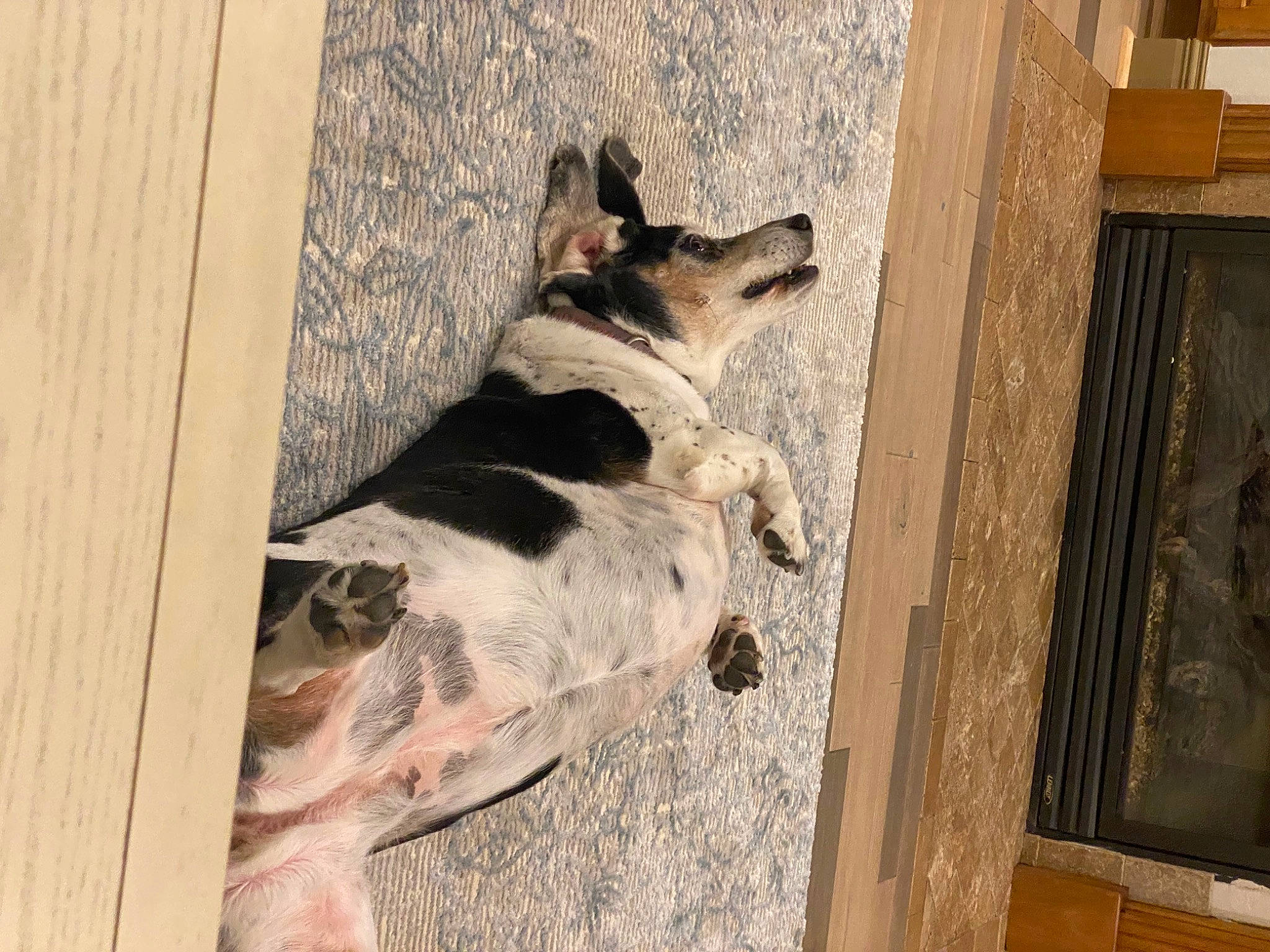 Biscuit joined the competition — help win amazing prizes! building, canidae, carnivore, companion_dog, dog, dog_breed, door, fawn, flooring, fur, hardwood, koolie, snout, sporting_group, tail, wall, window, wood, working_animal, working_dog