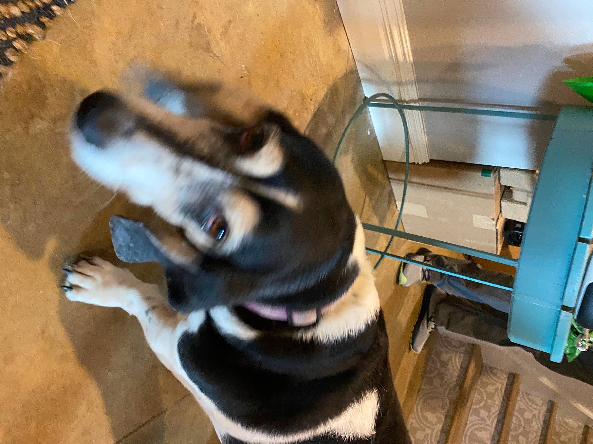 Biscuit joined the competition — help win amazing prizes! carnivore, collar, companion_dog, dog, dog_breed, fawn, flooring, fur, guard_dog, paw, pet_supply, snout, sporting_group, tail, whiskers, wood, working_animal, working_dog