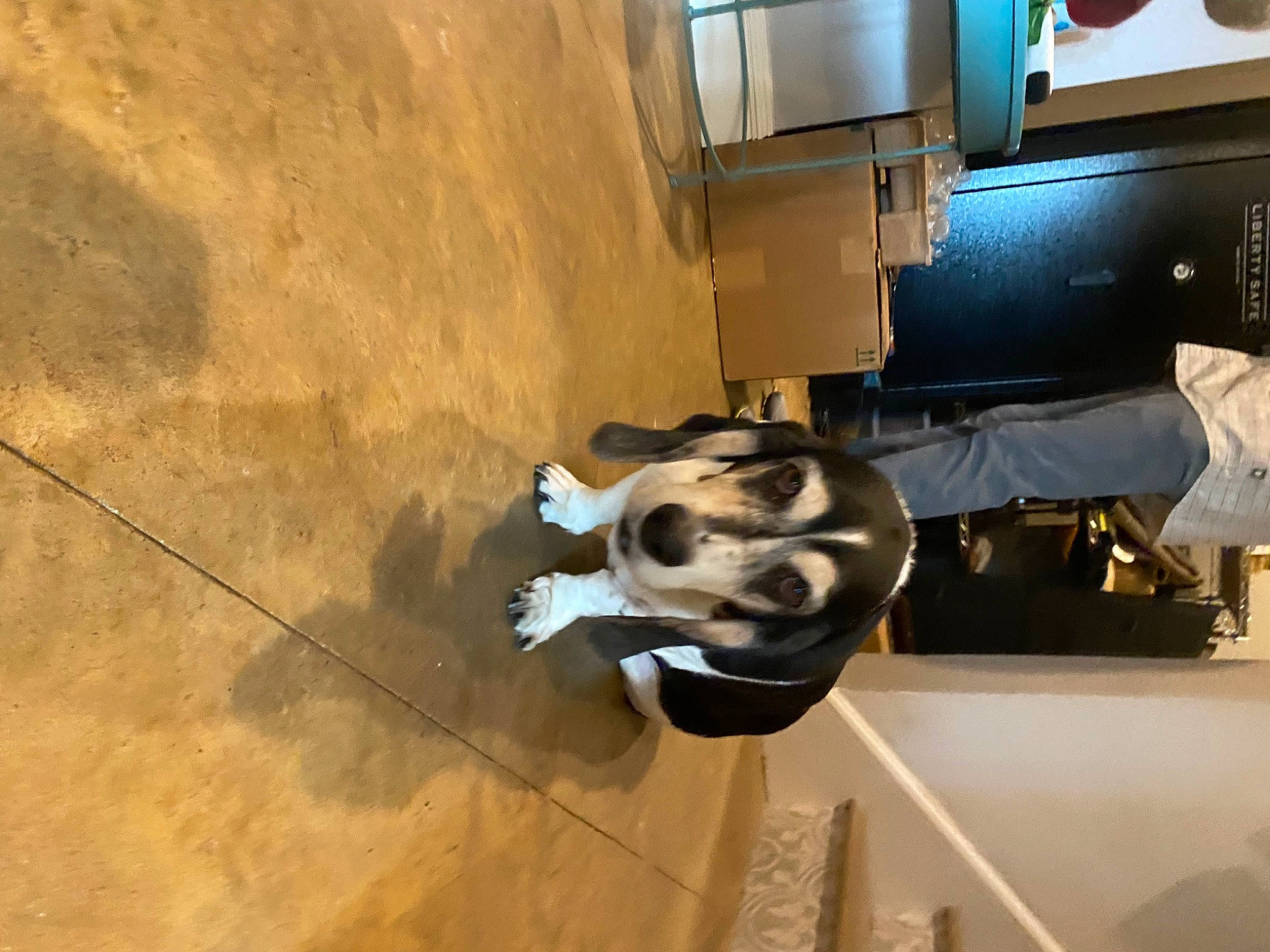 Biscuit joined the competition — help win amazing prizes! auto_part, automotive_design, automotive_exterior, automotive_tire, automotive_wheel_system, bumper, car, family_car, flooring, hardwood, machine, room, shadow, space, television, tire, vehicle, vehicle_door, wheel, wood