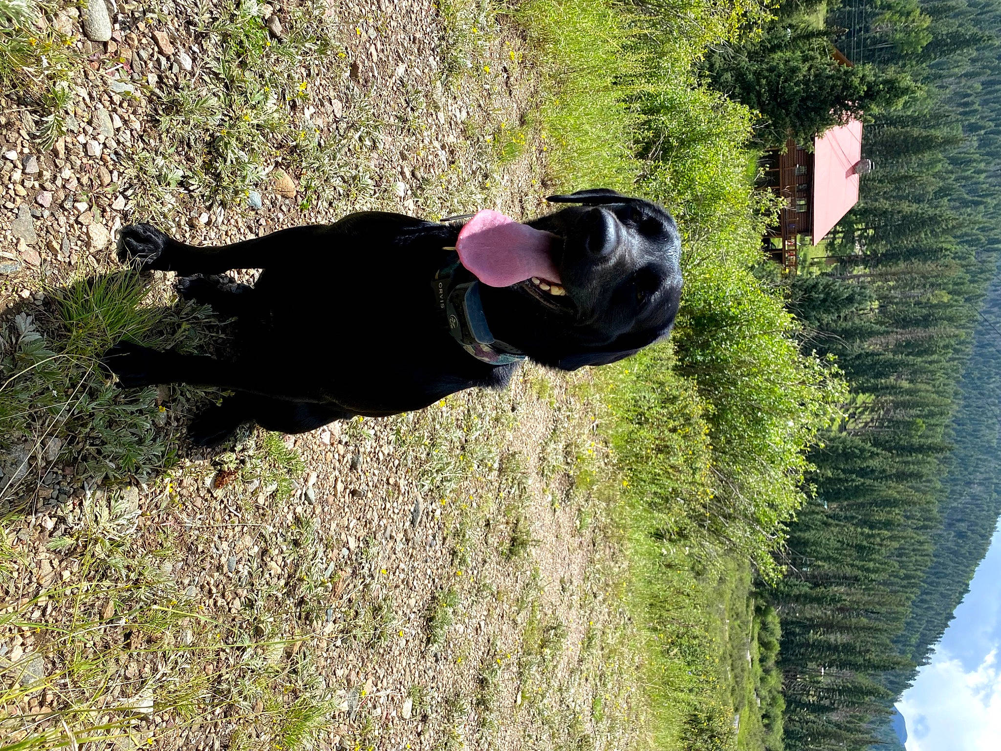 Bayley joined the competition — help win amazing prizes! canidae, carnivore, cloud, companion_dog, dog, dog_breed, fur, grass, guard_dog, hunting_dog, non_sporting_group, people_in_nature, plant, shrub, sky, tail, tree