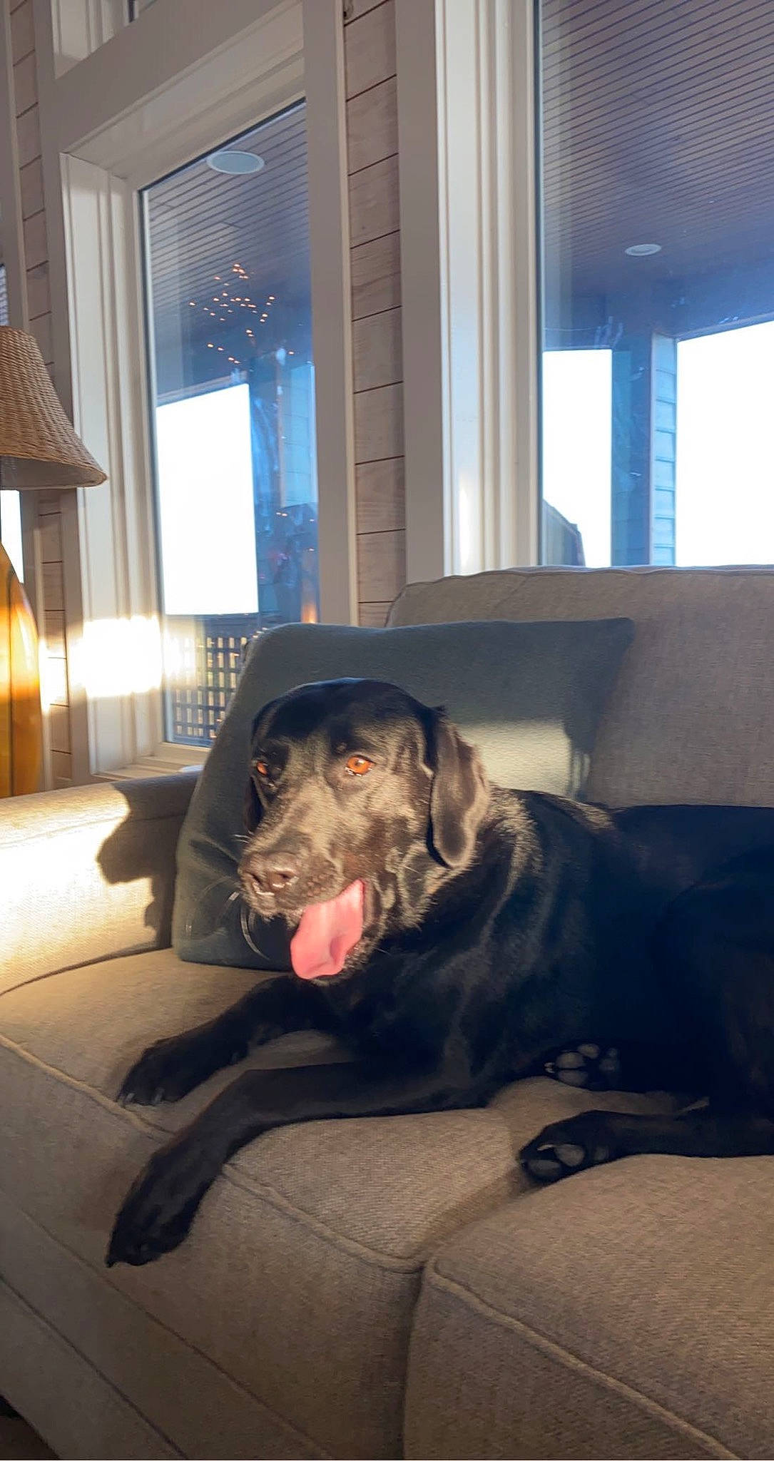 Bayley joined the competition — help win amazing prizes! carnivore, comfort, companion_dog, couch, curtain, dog, dog_breed, fawn, floor, flooring, fur, hardwood, lamp, mammal, room, sitting, sporting_group, window, wood, working_animal