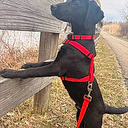 Scout joined the competition — help win amazing prizes! dog, black_dog, red_harness, leash, wooden_fence, grass, path, outdoor, nature, curious, pet, canine, side_view, daylight, walk, animal, quiet, rural, fence_post, sky