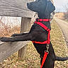 dog, black_dog, red_harness, leash, wooden_fence, grass, path, outdoor, nature, curious, pet, canine, side_view, daylight, walk, animal, quiet, rural, fence_post, sky
