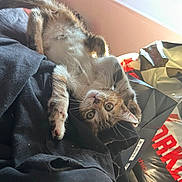 Yukie a rejoint le concours — aidez-le/la à gagner de superbes lots ! kitten, cat, upside_down, black_fabric, shopping_bag, indoor, curious, pet, fur, whiskers, eyes, paw, young_cat, striped, playful, relaxed, closeup, light, shadow, domestic_animal
