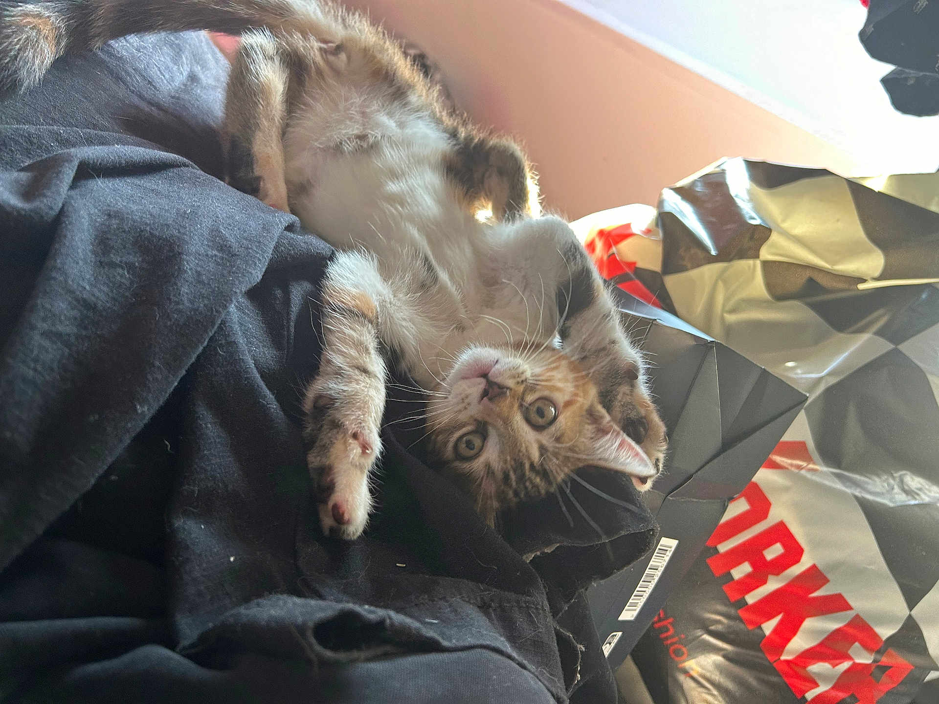 Yukie a rejoint le concours — aidez-le/la à gagner de superbes lots ! kitten, cat, upside_down, black_fabric, shopping_bag, indoor, curious, pet, fur, whiskers, eyes, paw, young_cat, striped, playful, relaxed, closeup, light, shadow, domestic_animal