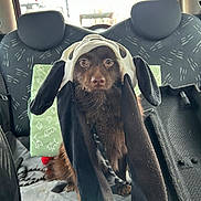 Woody participe au concours pour gagner de l'argent avec cette photo : dog, brown_dog, hat, costume, car_interior, backseat, seat_cover, green_pillow, animal_prints, pet, fluffy, looking_at_camera, cute, long_ears, leash, window, daylight, indoors, companion, domestic_animal