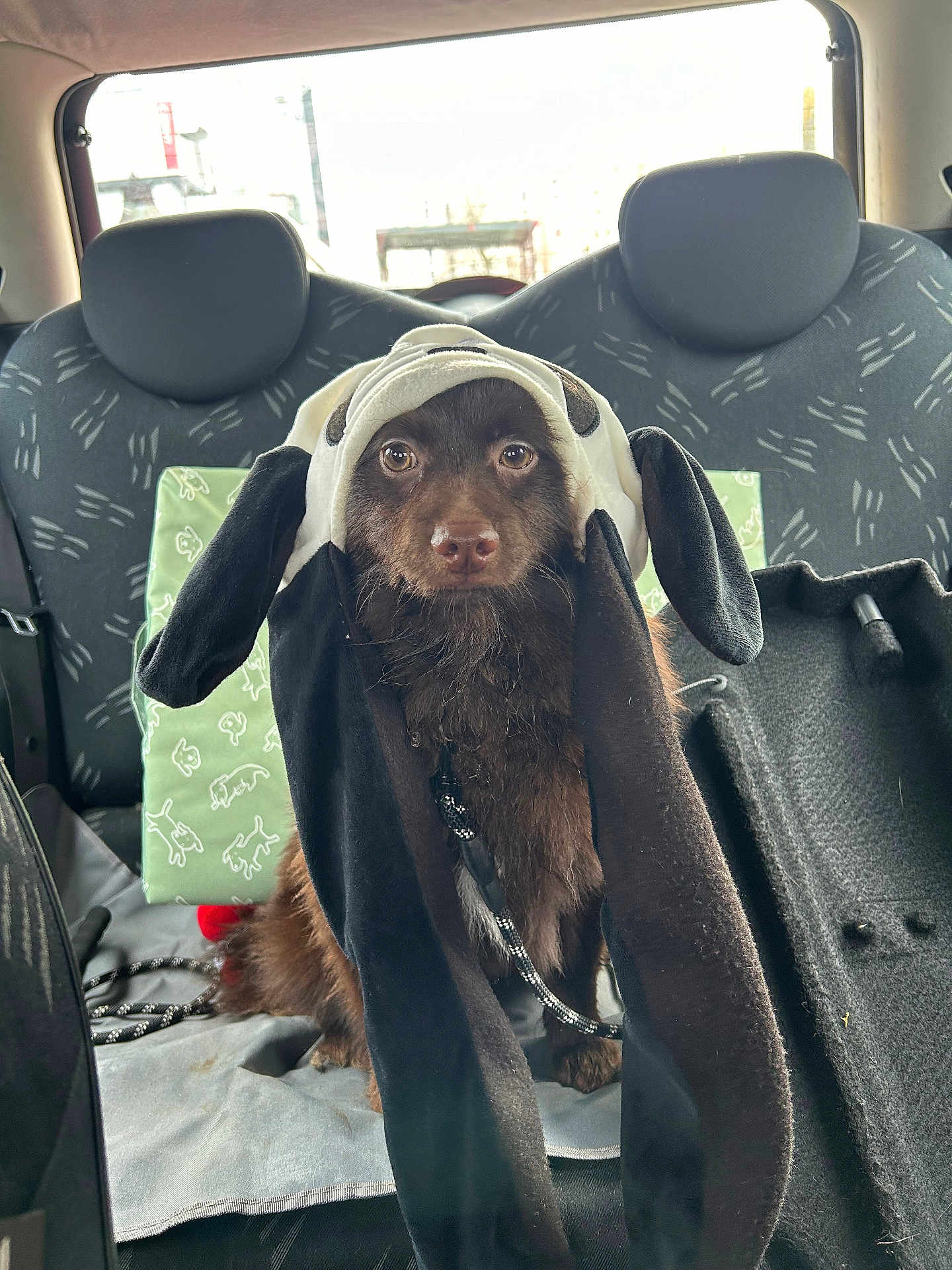Woody participe au concours pour gagner de l'argent avec cette photo : dog, brown_dog, hat, costume, car_interior, backseat, seat_cover, green_pillow, animal_prints, pet, fluffy, looking_at_camera, cute, long_ears, leash, window, daylight, indoors, companion, domestic_animal