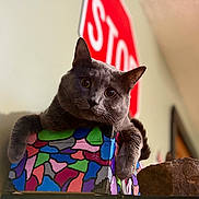 Baby Boi joined the competition — help win amazing prizes! cat, gray_cat, mosaic_box, colorful, stop_sign, indoor, curious, pet, animal, feline, close_up, head_tilt, whiskers, ears, paws, furniture, wall, decor, blurred_background, cozy