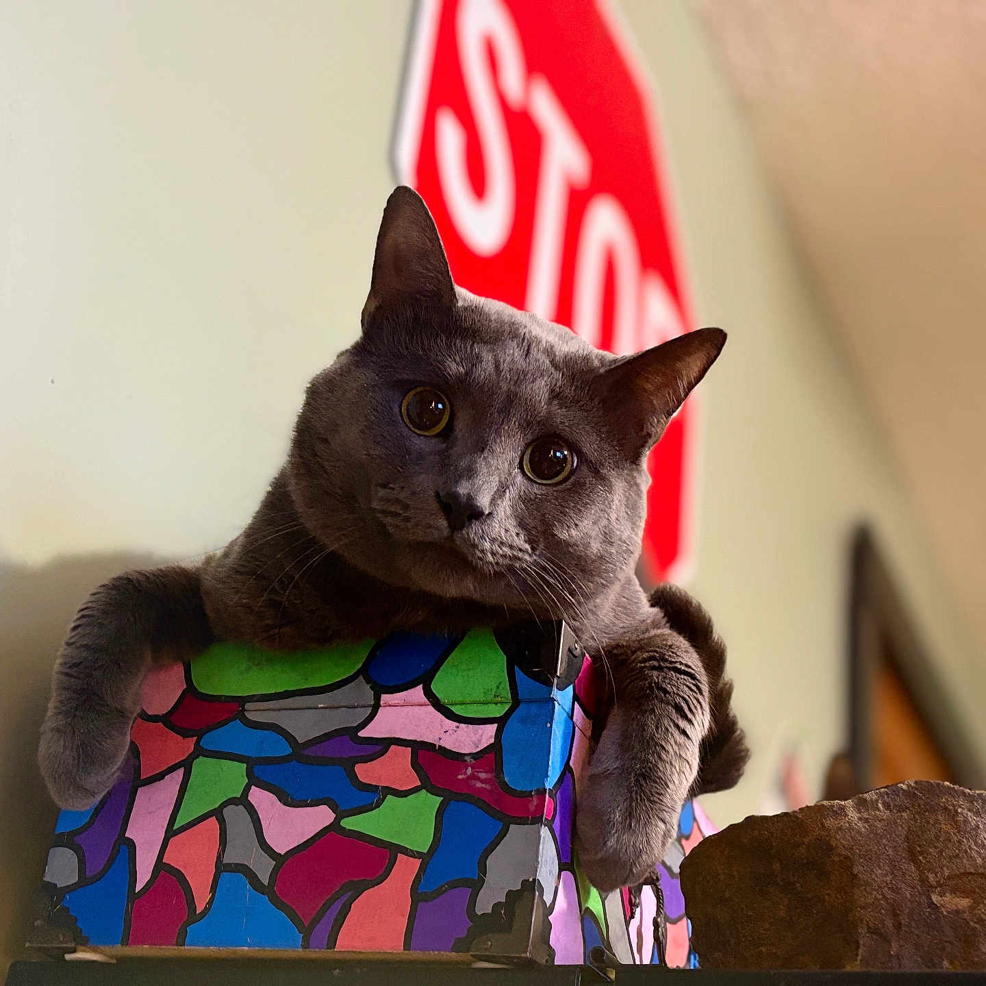 Baby Boi joined the competition — help win amazing prizes! animal, blurred_background, cat, close_up, colorful, cozy, curious, decor, ears, feline, furniture, gray_cat, head_tilt, indoor, mosaic_box, paws, pet, stop_sign, wall, whiskers