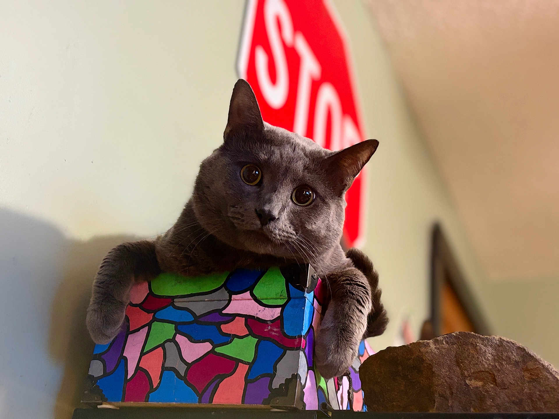 Baby Boi joined the competition — help win amazing prizes! cat, gray_cat, mosaic_box, colorful, stop_sign, indoor, curious, pet, animal, feline, close_up, head_tilt, whiskers, ears, paws, furniture, wall, decor, blurred_background, cozy