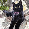 cat, black_cat, animal, pet, tree, branch, outdoor, fur, collar, leash, yellow_eyes, nature, relaxed, wildlife, mammal, cute, climbing, tree_bark, leaves, young_cat
