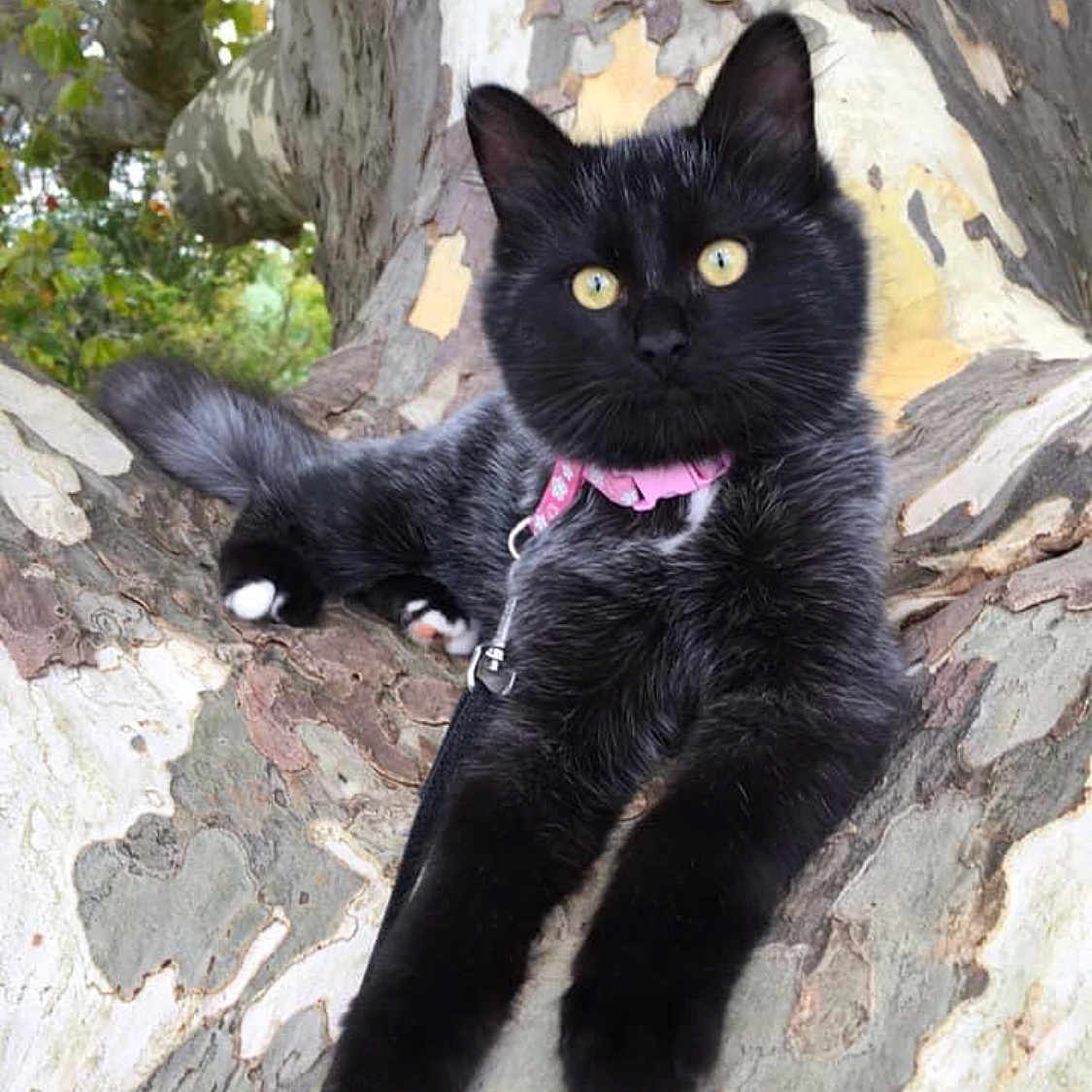 Pirate a rejoint le concours — aidez-le/la à gagner de superbes lots ! cat, black_cat, animal, pet, tree, branch, outdoor, fur, collar, leash, yellow_eyes, nature, relaxed, wildlife, mammal, cute, climbing, tree_bark, leaves, young_cat