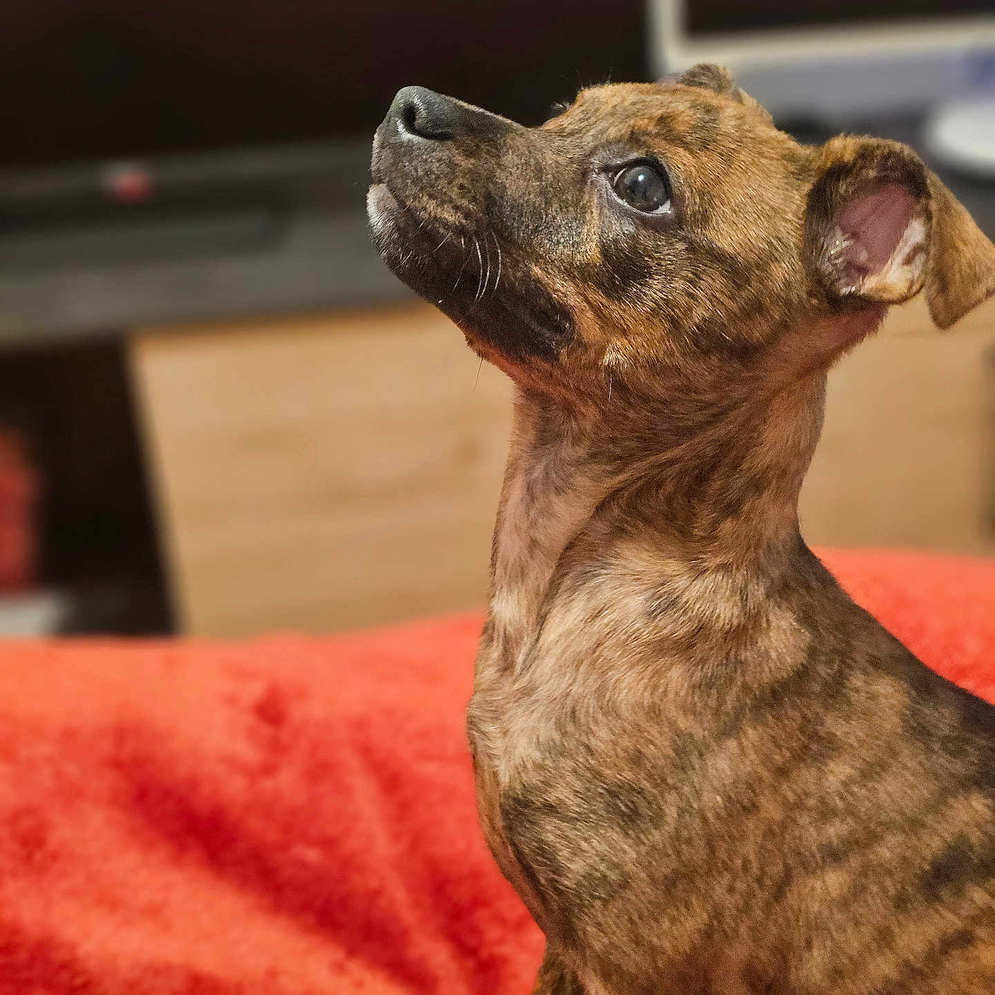 Venus participe au concours pour gagner de l'argent avec cette photo : animal, architecture, boxer, building, bulldog, canine, chihuahua, couch, dog, frenchbulldog, furniture, hound, labradorretriever, pet, pitbull, pointer, poodle, pug, puppy, terrier