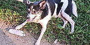Lucky is registered to the contest to win money with this photo: animal, black_and_white, canine, dirt_path, dog, grass, leaf, leash, nature, outdoor, panting, pet, resting, shadow, sidewalk, small_dog, summer, sunlight, tongue_out, walk