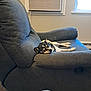 Lucky is registered to the contest to win money with this photo: air_conditioner, animal, comfort, couch, cozy, daylight, dog, furniture, gray, home, indoor, living_room, nap, pet, recliner, relaxing, resting, sleeping, small_dog, window