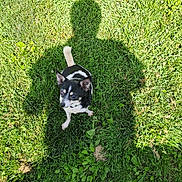 Lucky joined the competition — help win amazing prizes! animal, black_and_white, canine, companion, cute, daylight, dog, grass, greenery, looking_up, nature, outdoor, pet, playful, shadow, shoes, sitting, small_dog, summer, sunny