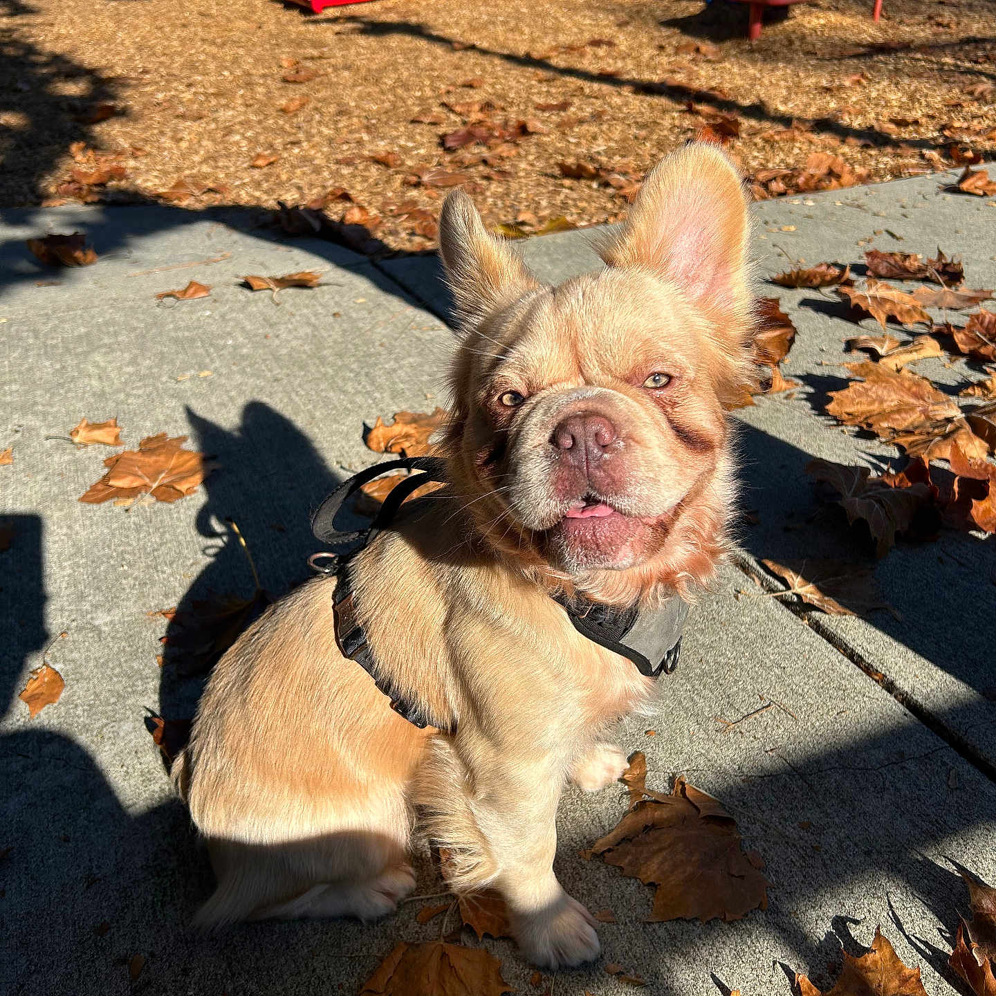 Teddy joined the competition — help win amazing prizes! animal, autumn, cute, daytime, dog, ears, expression, fur, harness, leaves, outdoor, park, pet, play_equipment, playground, shadow, sidewalk, sitting, slide, sunlight