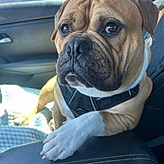 Kobe joined the competition — help win amazing prizes! animal, brown, bulldog, canine, car, close_up, cute, dog, indoor, leather_seat, looking, paw, pet, portrait, seatbelt, sitting, sunlight, vehicle_interior, white_paw, window