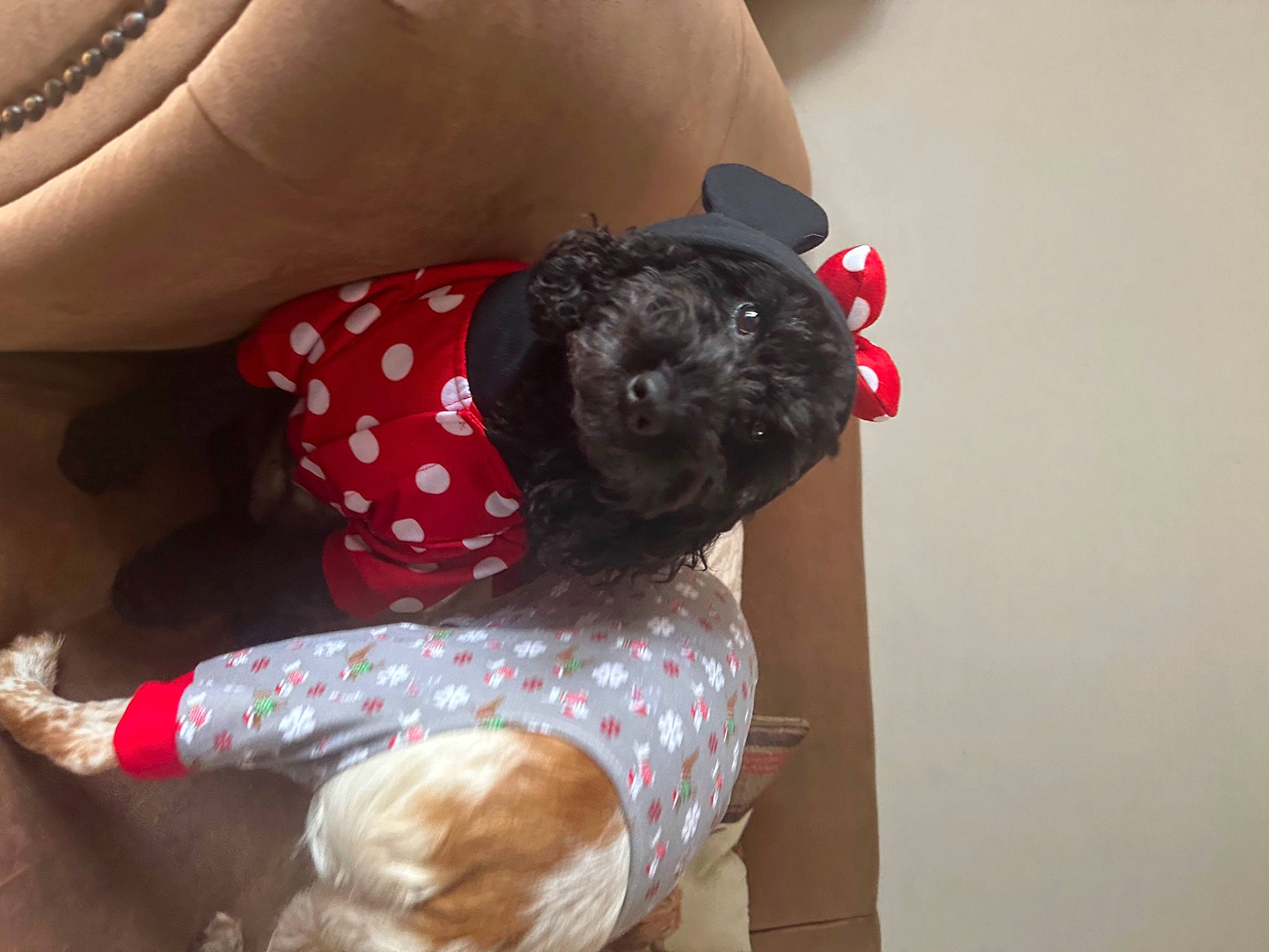 Nala joined the competition — help win amazing prizes! canidae, carnivore, comfort, companion_dog, couch, dog, dog_breed, dog_clothes, dog_supply, elbow, fawn, foot, human_leg, knee, pattern, sporting_group, sunglasses, thigh, toy_dog, vertebrate