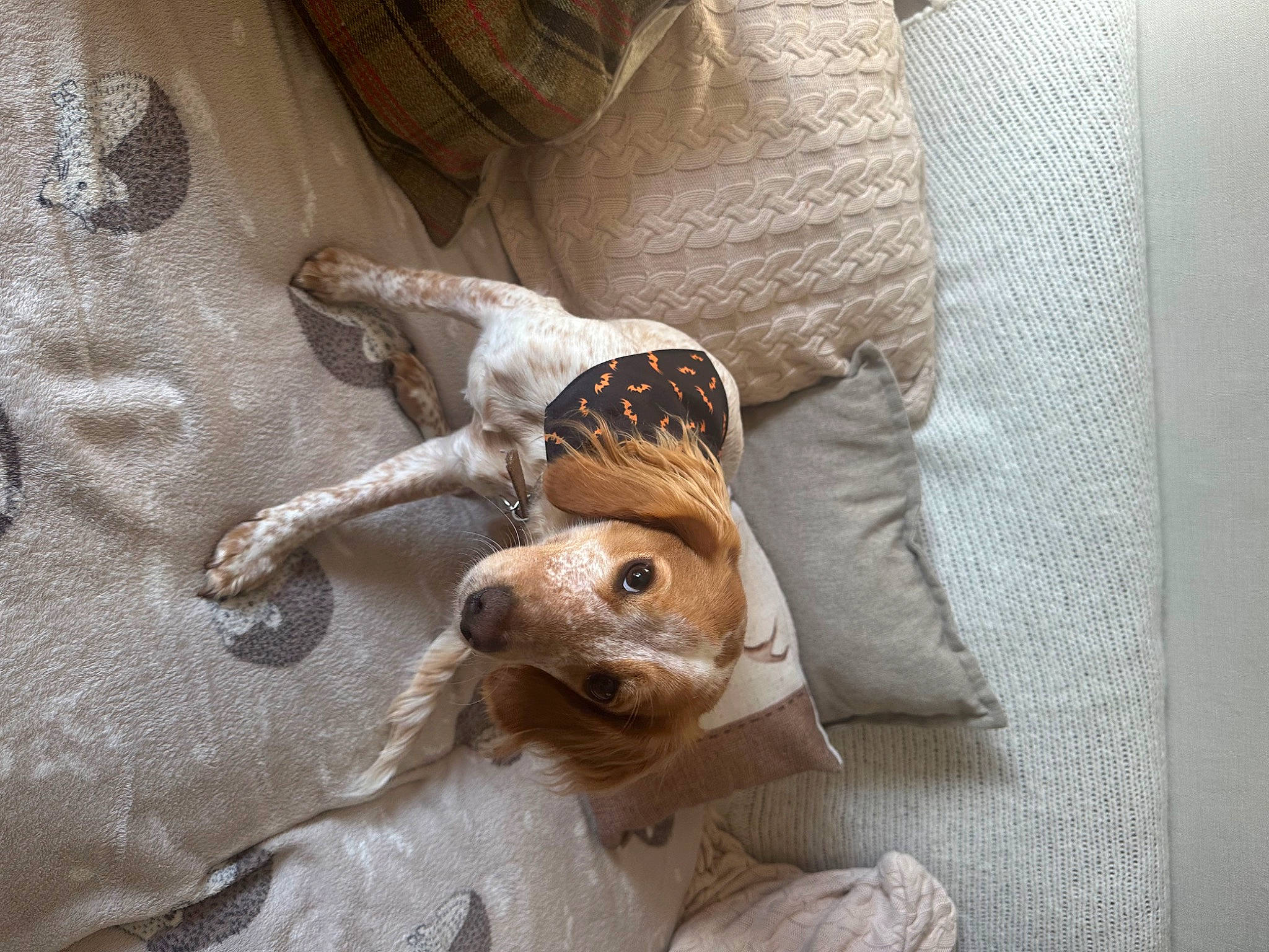 Honey joined the competition — help win amazing prizes! art, artifact, canidae, carnivore, comfort, companion_dog, dog_breed, fawn, felidae, fur, jaw, linens, paw, sculpture, small_to_medium_sized_cats, snout, sporting_group, tail, whiskers, wood