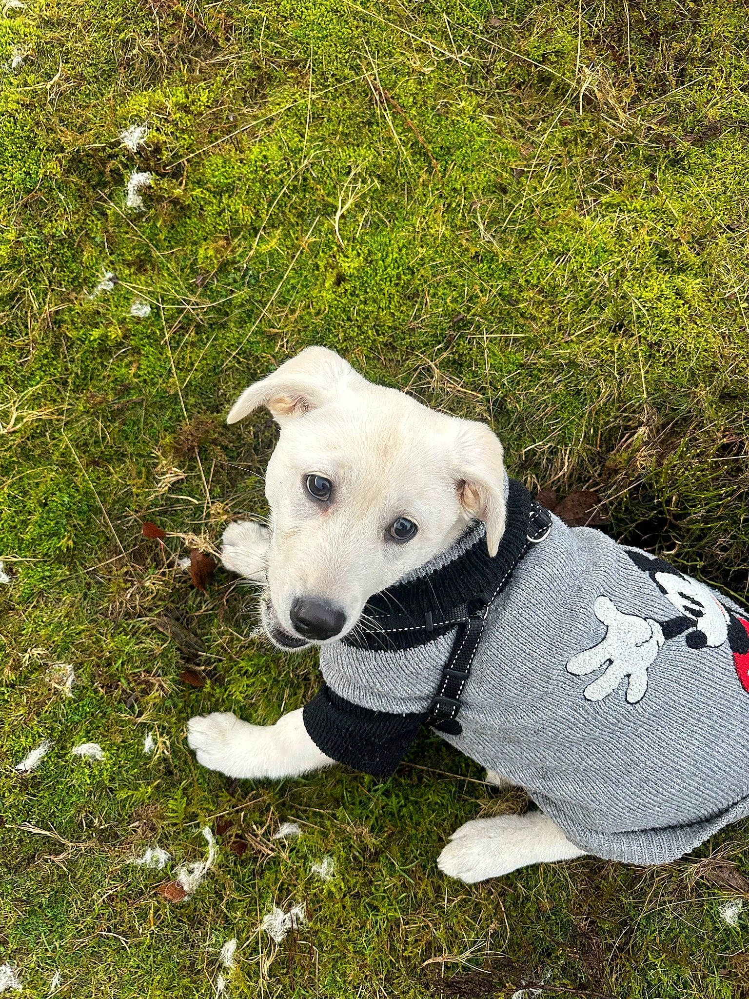 Honey is registered to the contest to win money with this photo: canidae, carnivore, collar, companion_dog, dog, dog_breed, dog_clothes, dog_collar, dog_supply, fashion_accessory, fawn, grass, grassland, pet_supply, plant, snout, sporting_group, tail, terrestrial_animal, working_animal