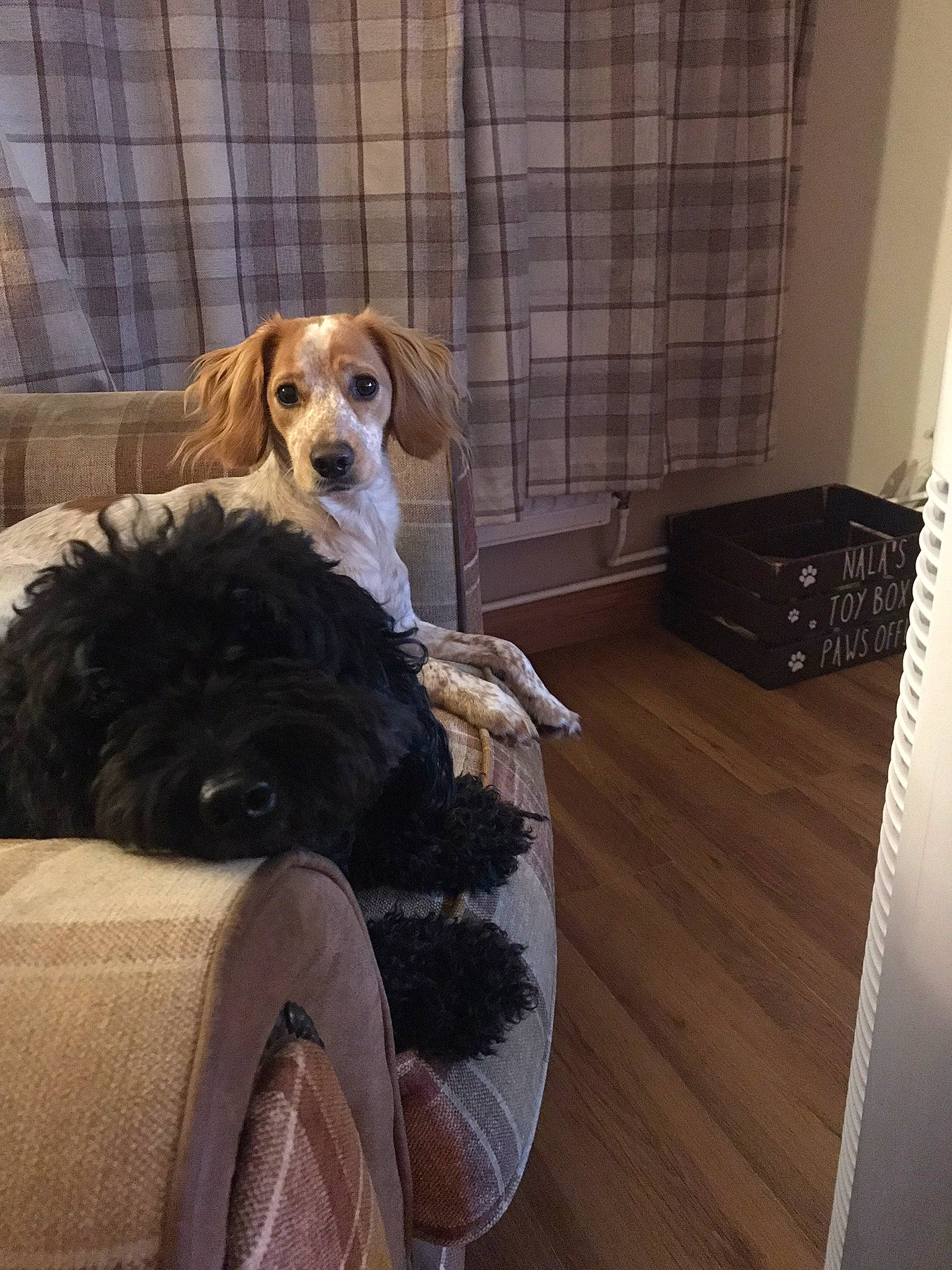 Honey is registered to the contest to win money with this photo: canidae, carnivore, chair, comfort, companion_dog, dog, dog_breed, dog_supply, fawn, floor, flooring, fur, hardwood, laminate_flooring, liver, pet_supply, sitting, sporting_group, wood, wood_flooring